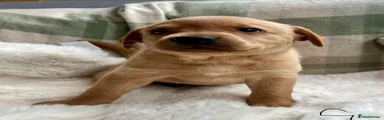 Labrador Retriever 4