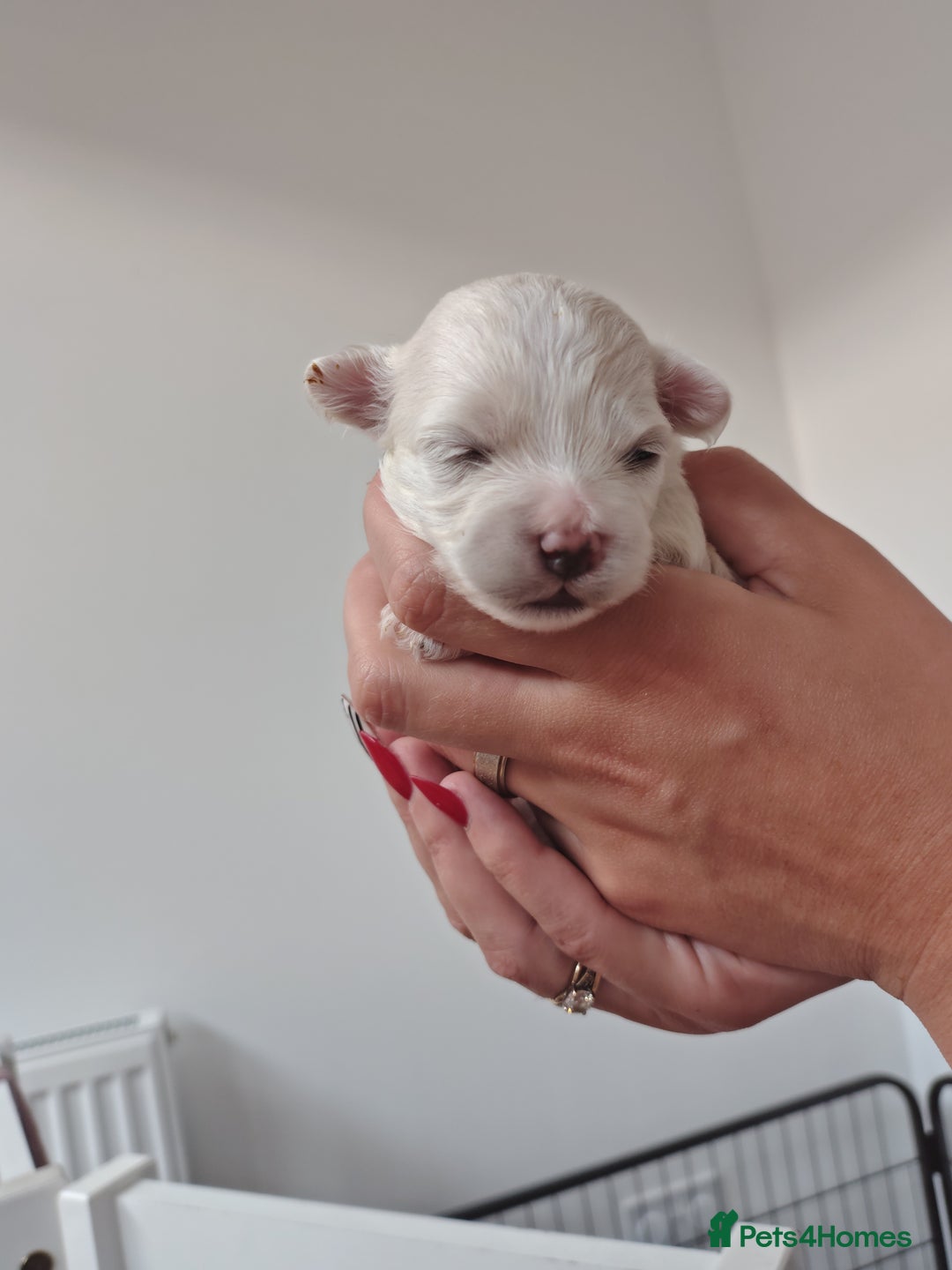 Maltipoo dogs for sale: Maltipoo  - Image 13