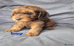 Cockapoo dogs for sale: F1b Cockapoo - ready this weekend - Image 2