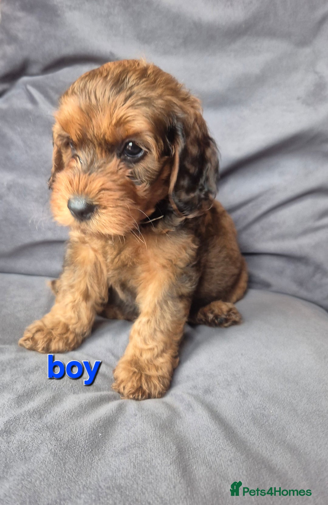 Cockapoo dogs for sale: F1b Cockapoo - ready this weekend - Image 2
