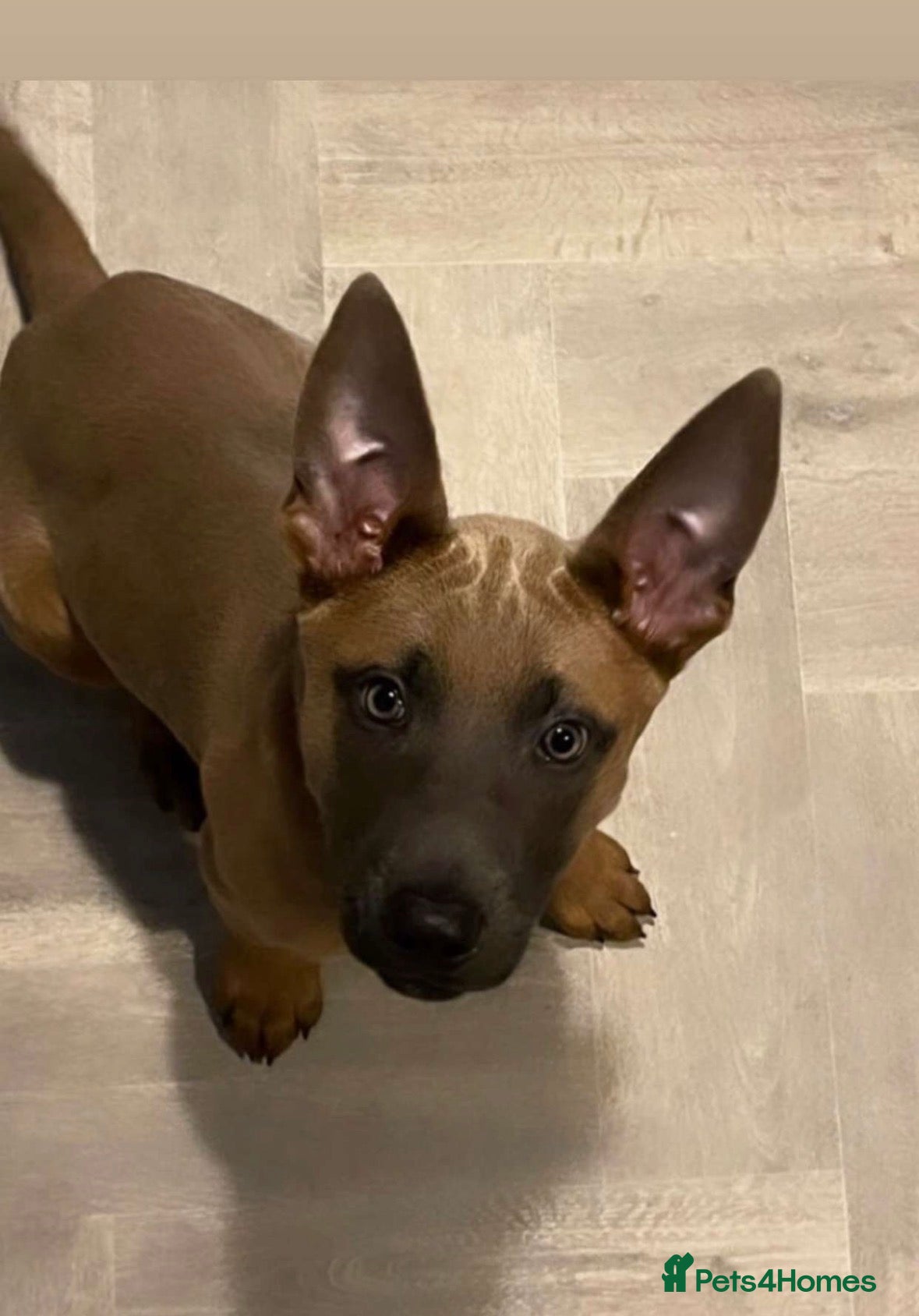 Mixed Breed dogs Belgium malinois x German Shepard  - Advert 1