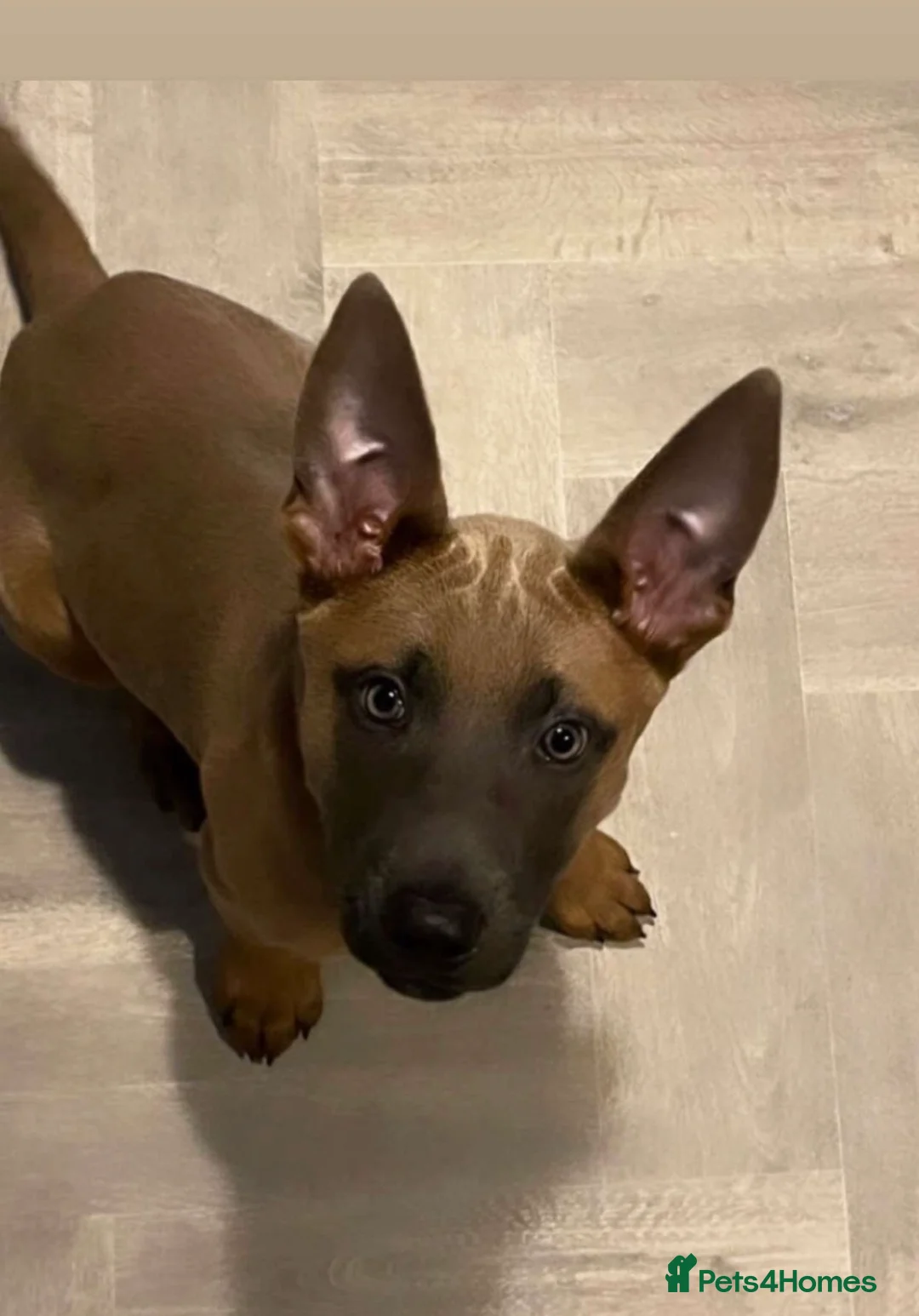 Mixed Breed dogs for sale: Belgium malinois x German Shepard  - Advert 1