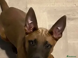 Mixed Breed dogs Belgium malinois x German Shepard - Advert 1