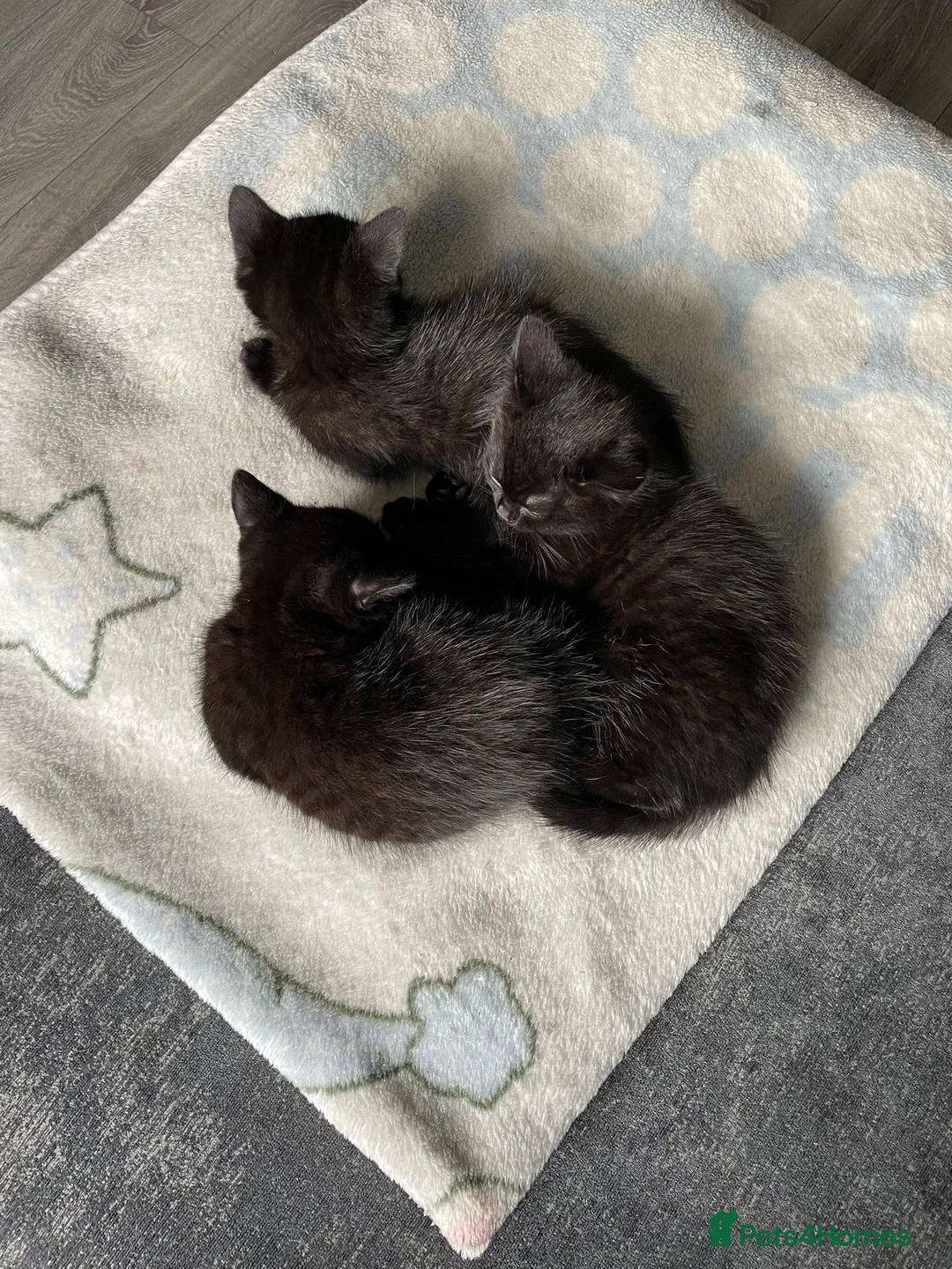 Mixed Breed cats for sale: X3 British Shorthair x Tabby kittens - Advert 4