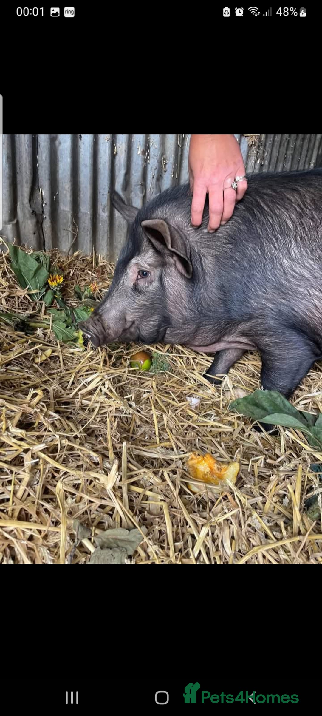 Pig livestock for sale: Ronnie and reggie  - Image 14