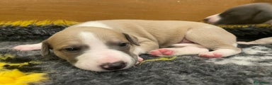 Whippet Puppy 1