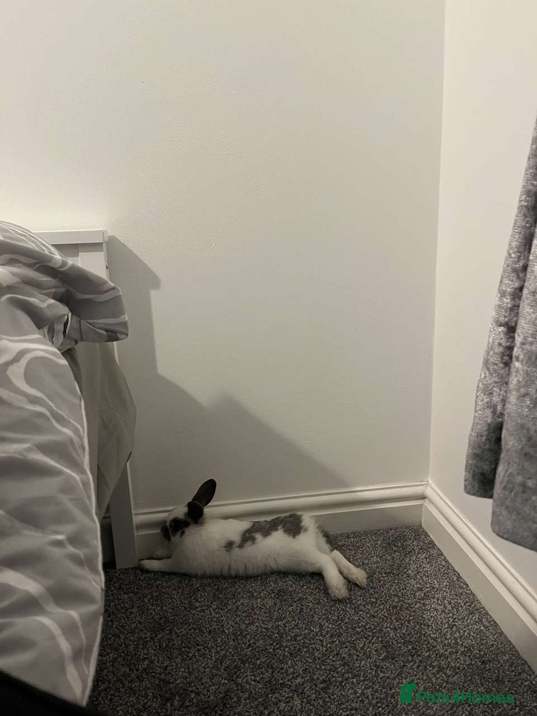 Dutch rabbits for sale: Male Rabbit For Sale - Image 3