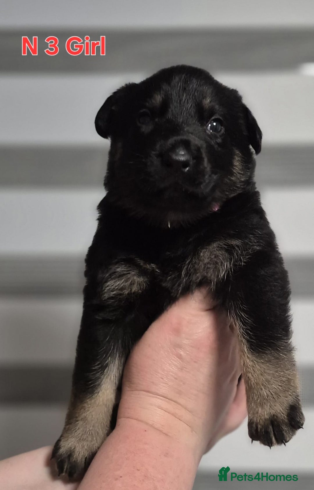 German Shepherd dogs for sale: German Shepherd puppies  - Advert 10