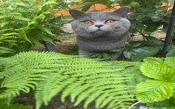 British Shorthair cats for sale: British shorthair cats Gccf registered  - Image 8