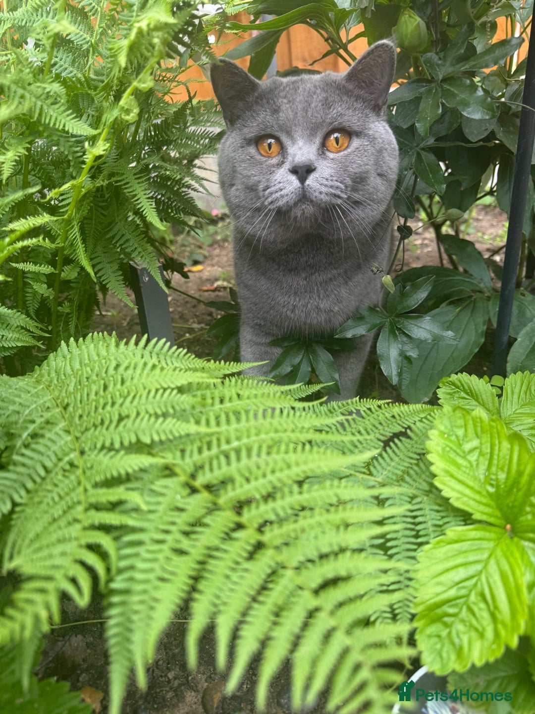 British Shorthair cats for sale: British shorthair cats Gccf registered  - Image 8