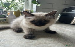 Ragdoll cats for sale: 🐾 Ragdoll Kittens Ready for Their Forever Homes  - Image 4