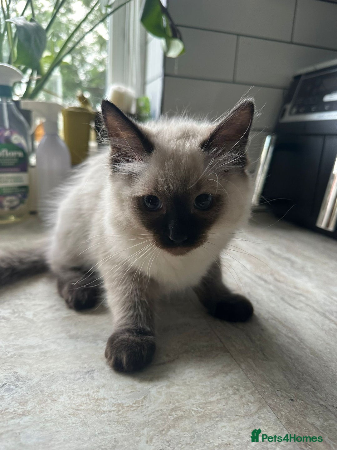Ragdoll cats for sale: 🐾 Ragdoll Kittens Ready for Their Forever Homes  - Image 4
