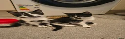 Mixed Breed cats for sale: 3 cute kittens (1 boy,2 girls) - Advert 10