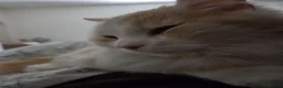 Persian cats for sale: Persian cat rehoming  - Advert 4