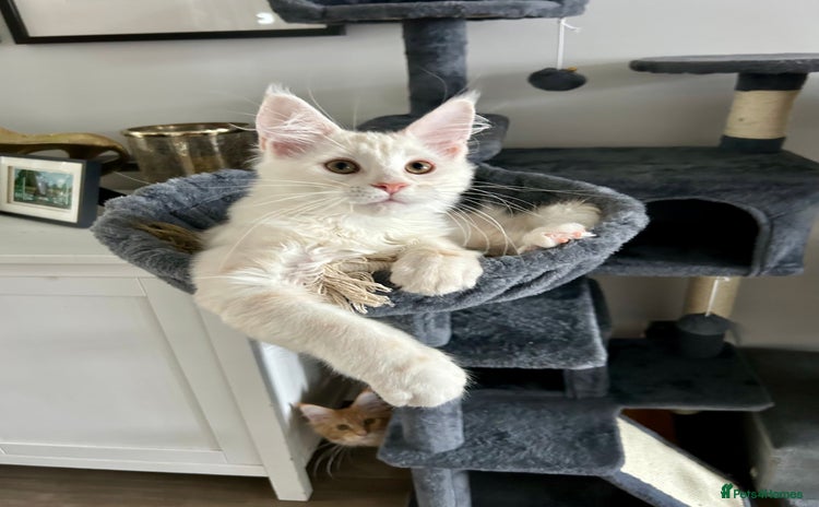 Maine Coon cats - Advert 4