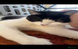 British Shorthair cats for sale: 6 month old Tabby kitten - Image 11