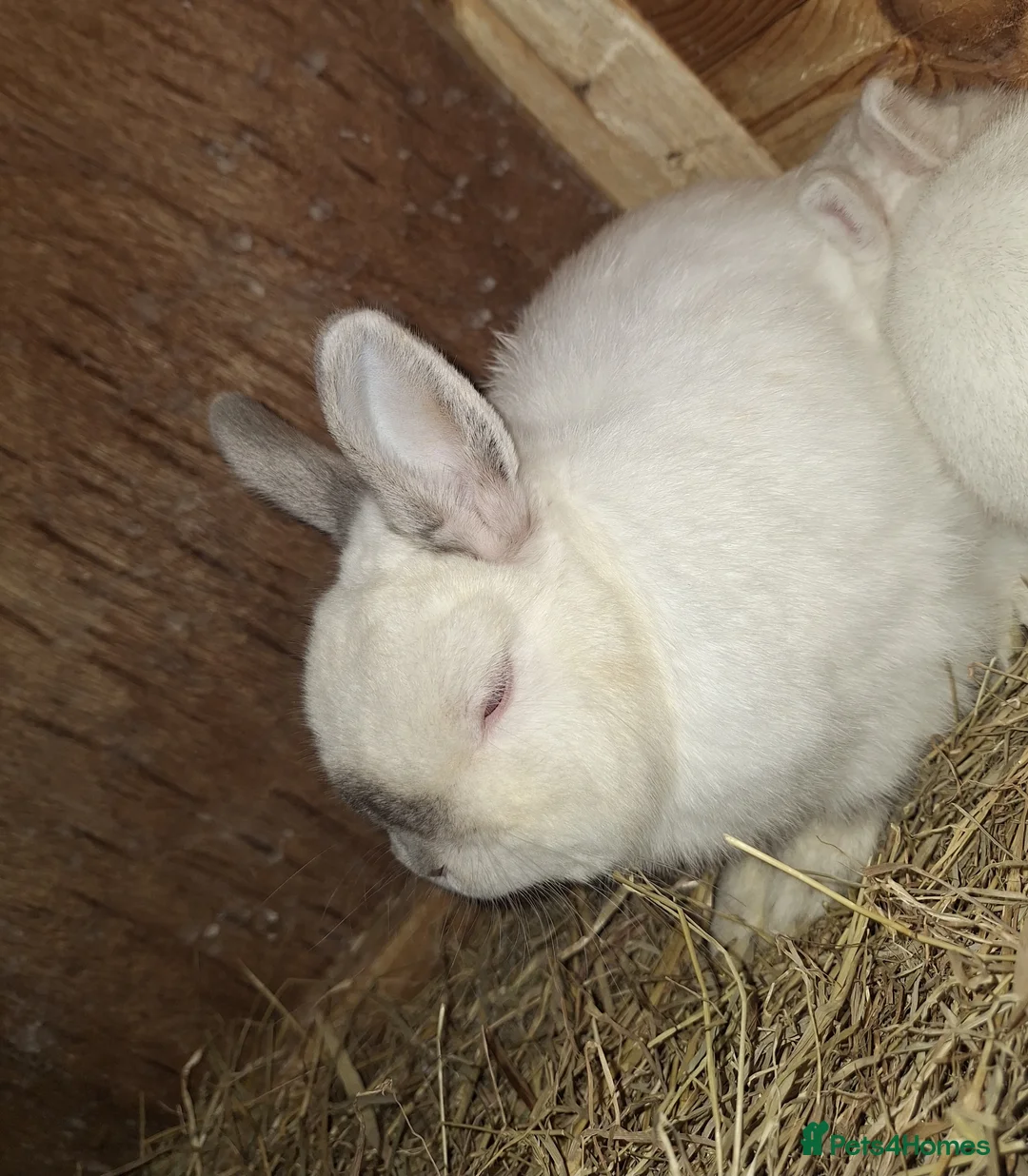 Netherland Dwarf rabbits for sale: Beautiful Netherland dwarf rabbit  in Corby - Advert 2