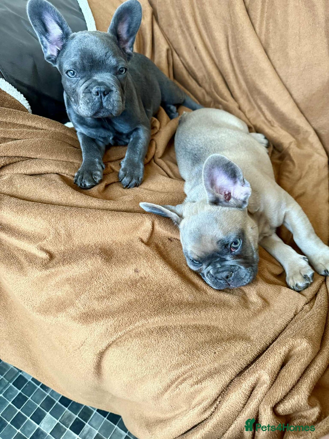 French Bulldog dogs for sale: 💔 Looking for a New Home - Image 4