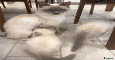 Ragdoll cats - Advert 9