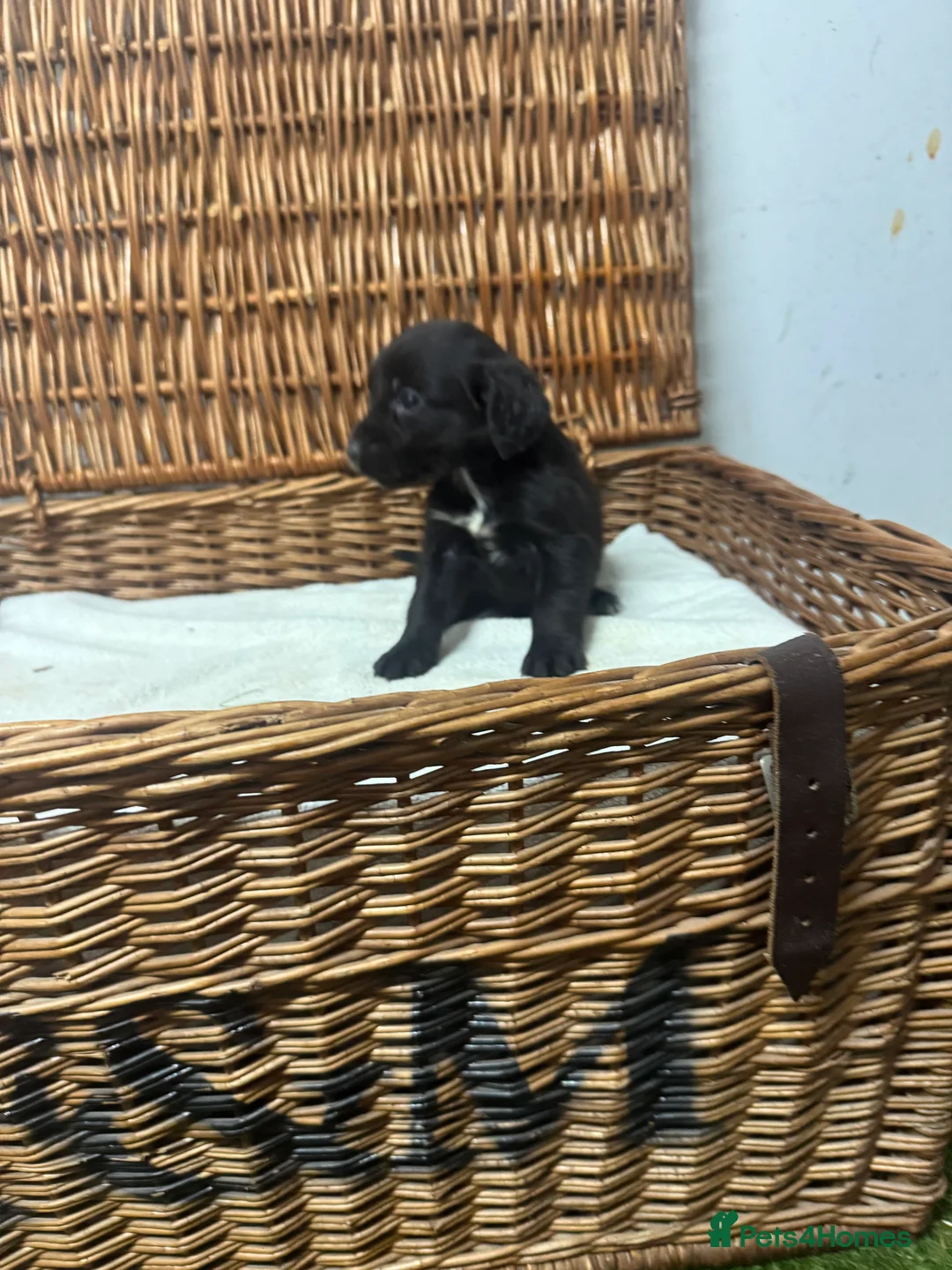 Cocker Spaniel dogs for sale: Fully DNA health tested cocker spaniel puppies - Advert 7