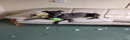Greyhound dogs for adoption: Oliver - Advert 3