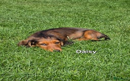 Dachshund dogs for sale: Red long-haired standard dachshund puppies - Image 16