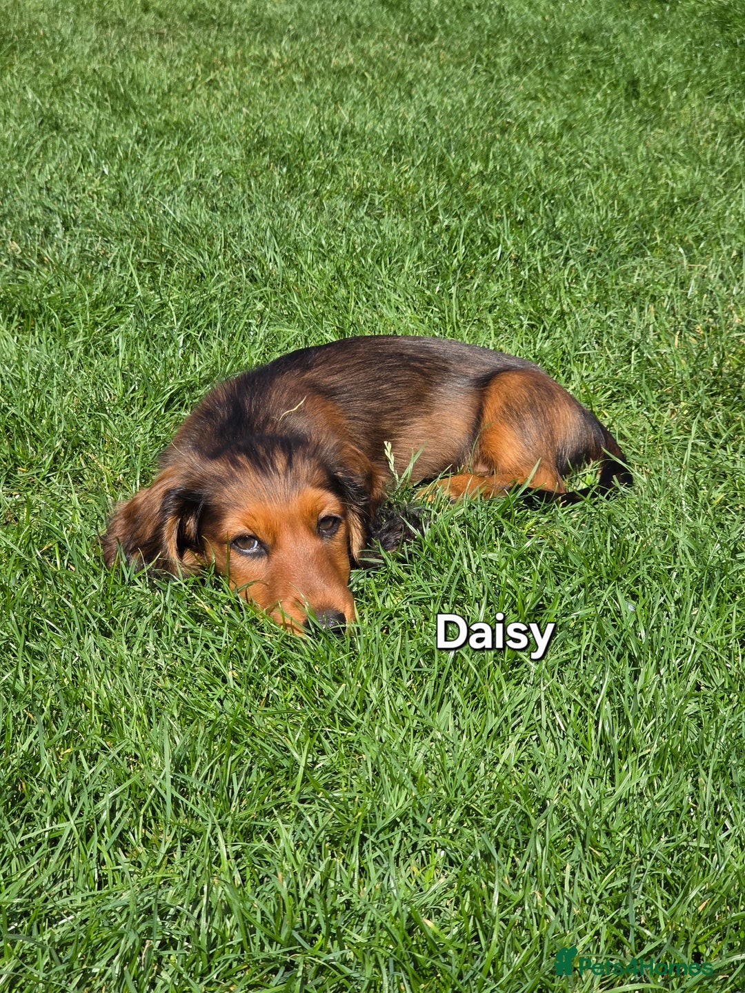 Dachshund dogs for sale: Red long-haired standard dachshund puppies - Image 16