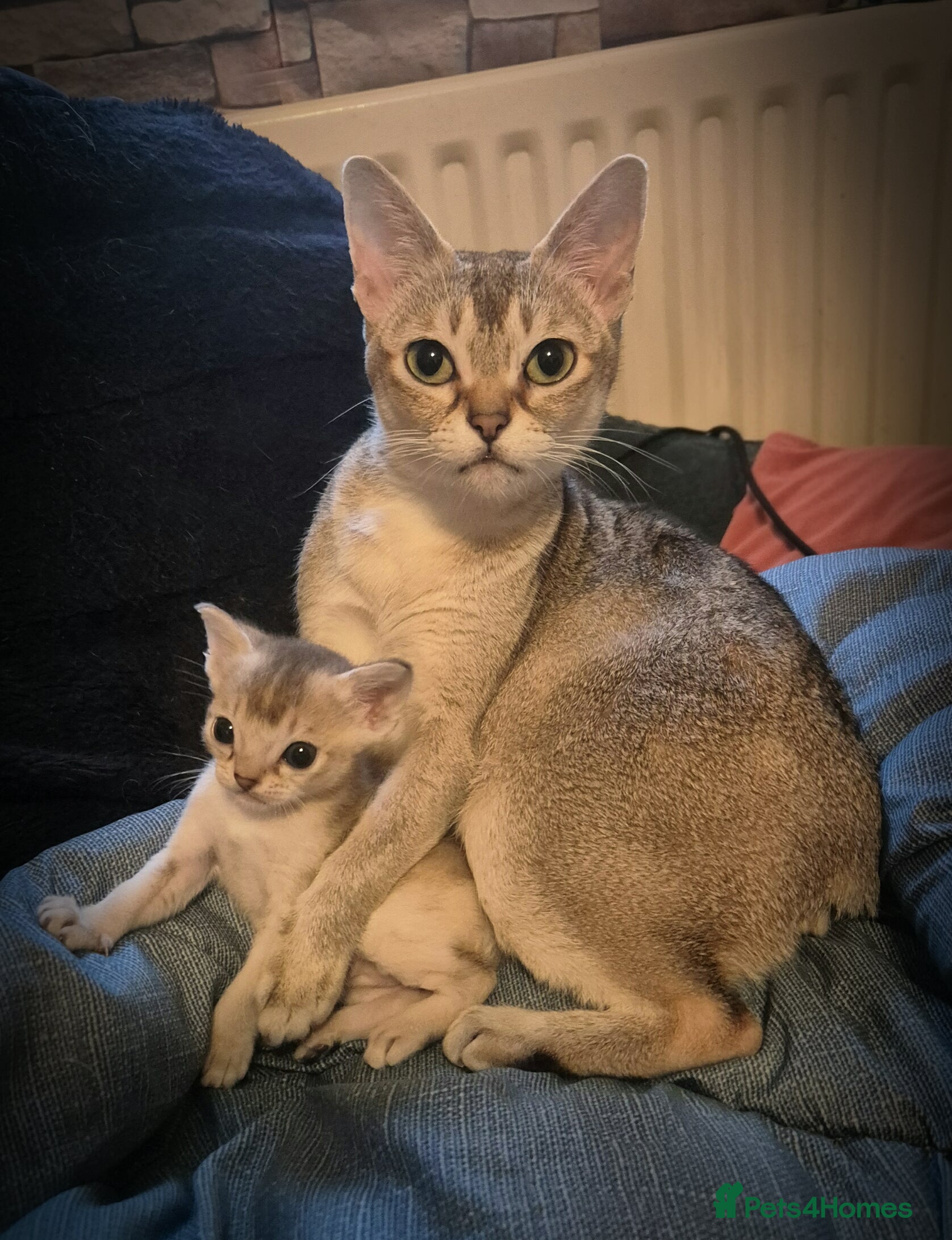 Singapura cats ⚜️TICA registered Singapura kittens  - Advert 3