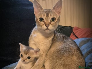 Singapura cats ⚜️TICA registered Singapura kittens - Advert 3