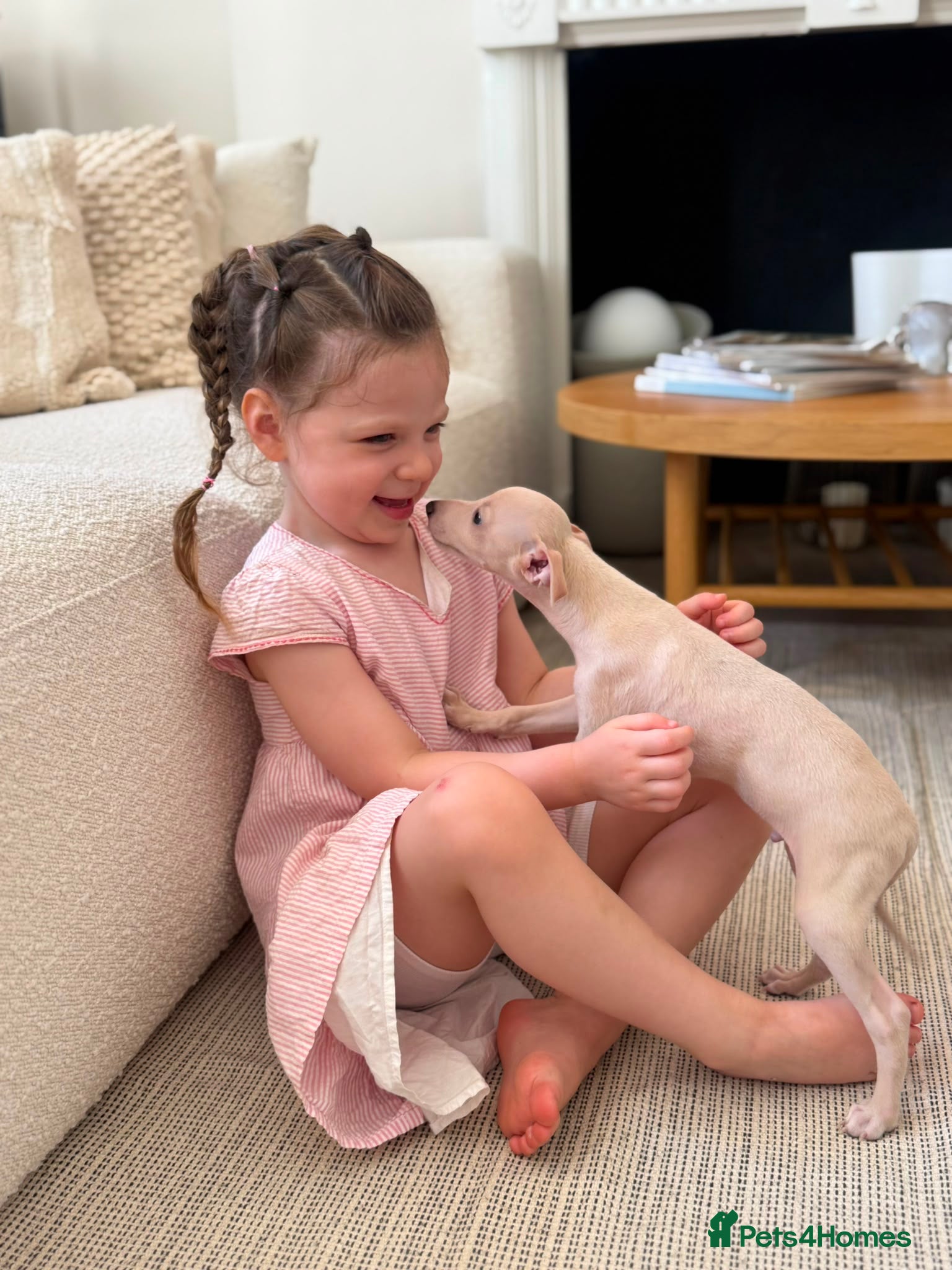 Italian Greyhound dogs Central London❤️Creamy Italian Greyhound puppies  - Advert 11