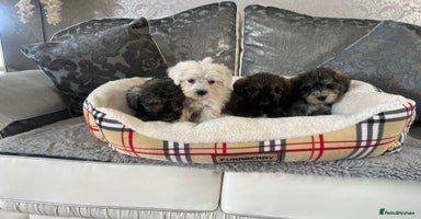 Mixed Breed dogs - Advert 9