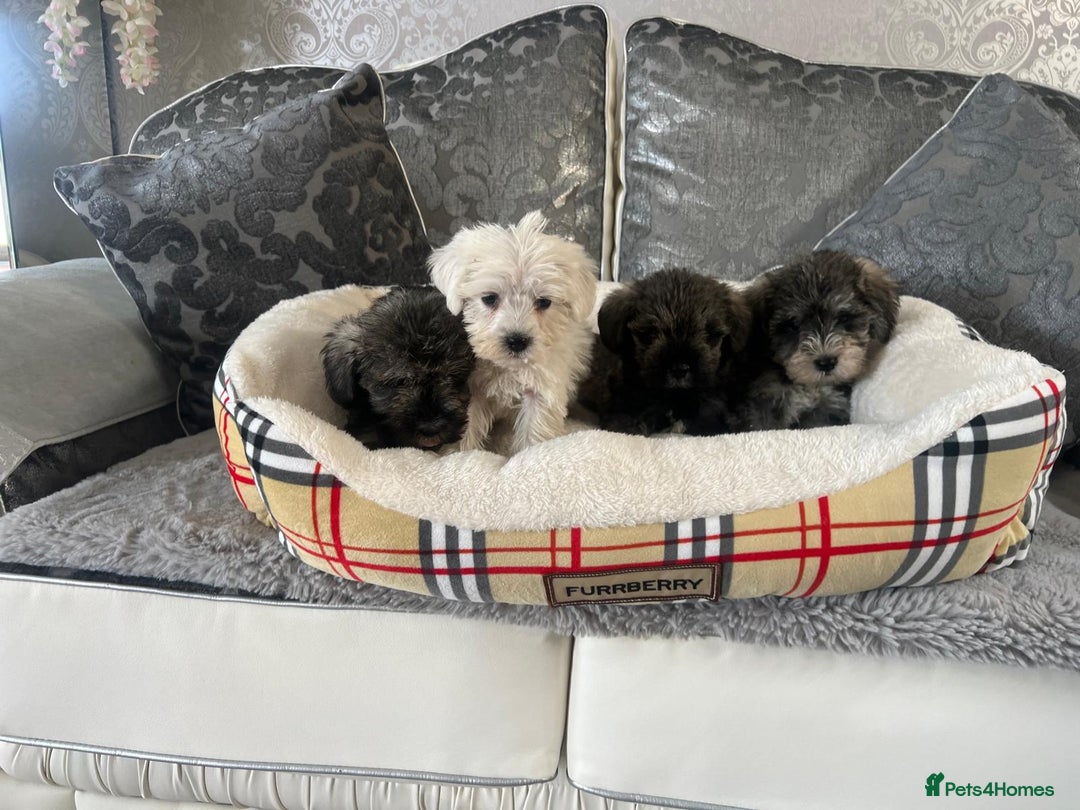Mixed Breed dogs for sale: Schnoodle puppies for sale  - Image 3