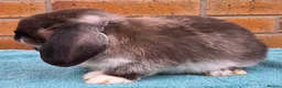 Mini Lop rabbits for sale: Mini Lop Babies - Advert 4