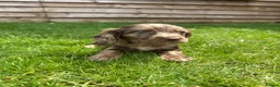 Cockapoo dogs for sale: Stunning F1 Miniature Cockerpoo Puppies - Advert 14