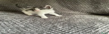 Domestic Shorthair 5