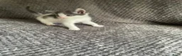 Domestic Shorthair cats for sale: Gorgeous Grey and White Kittens For Sale - Advert 15