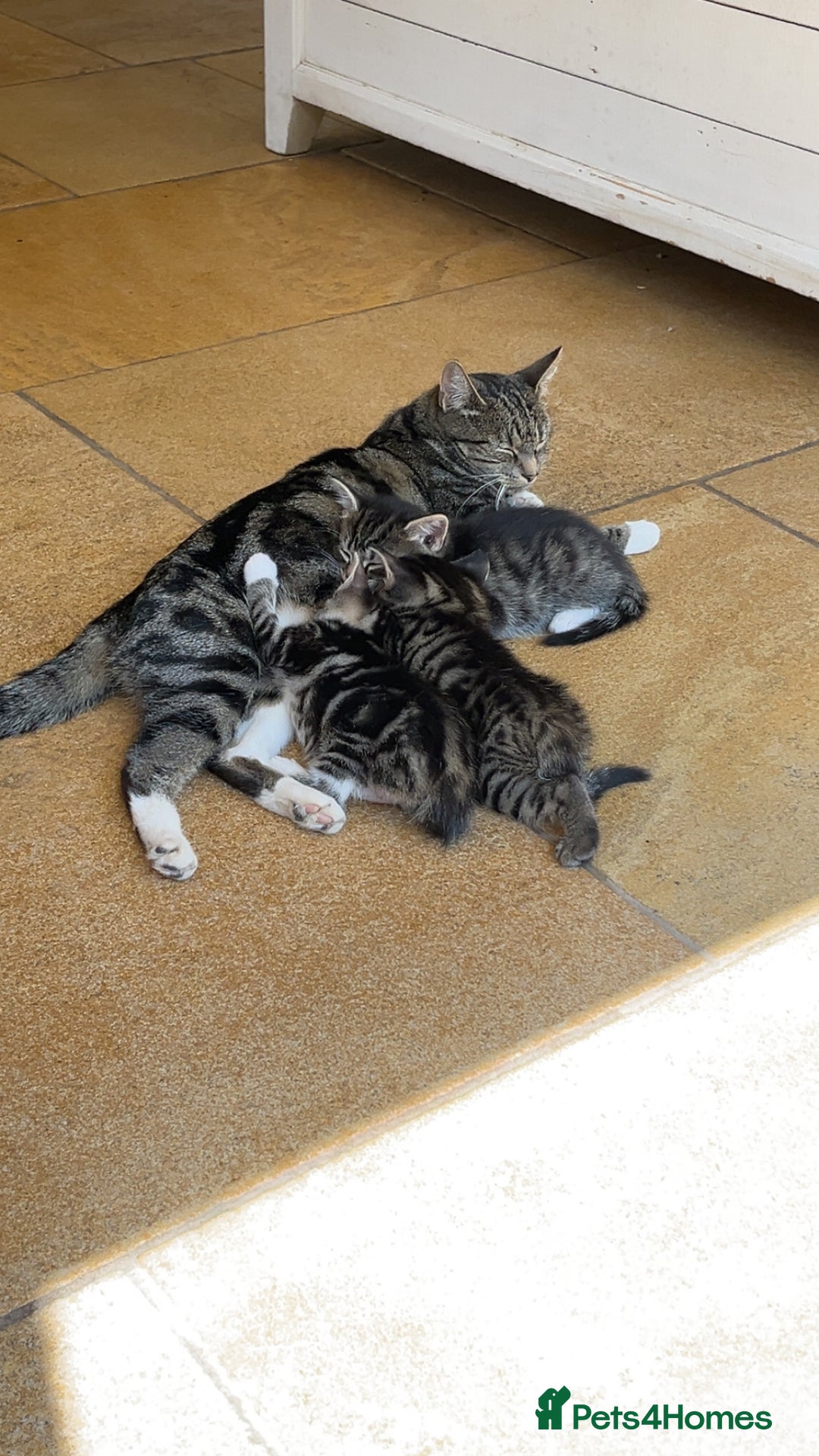 Mixed Breed cats for sale: Tabby kittens for sale - Image 4