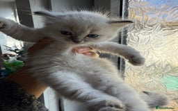 Ragdoll cats for sale: GCFF and FIFE Ragdoll Kittens. Champions line! - Image 10