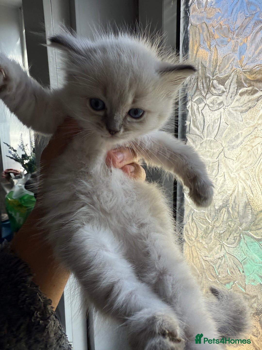 Ragdoll cats for sale: GCFF and FIFE Ragdoll Kittens. Champions line! - Image 10