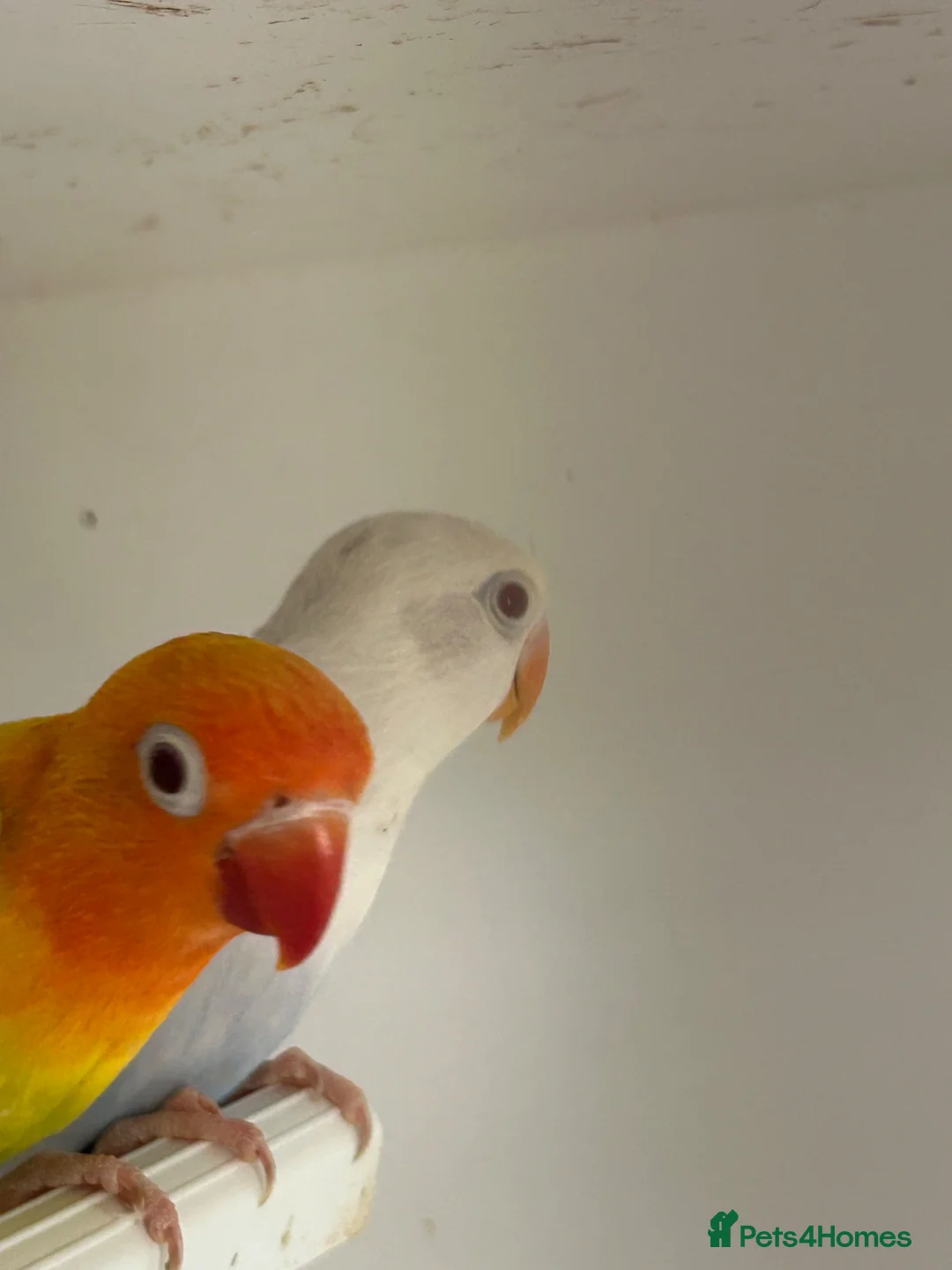 Lovebirds birds for sale: Fallow lovebirds  in Cleckheaton - Advert 2