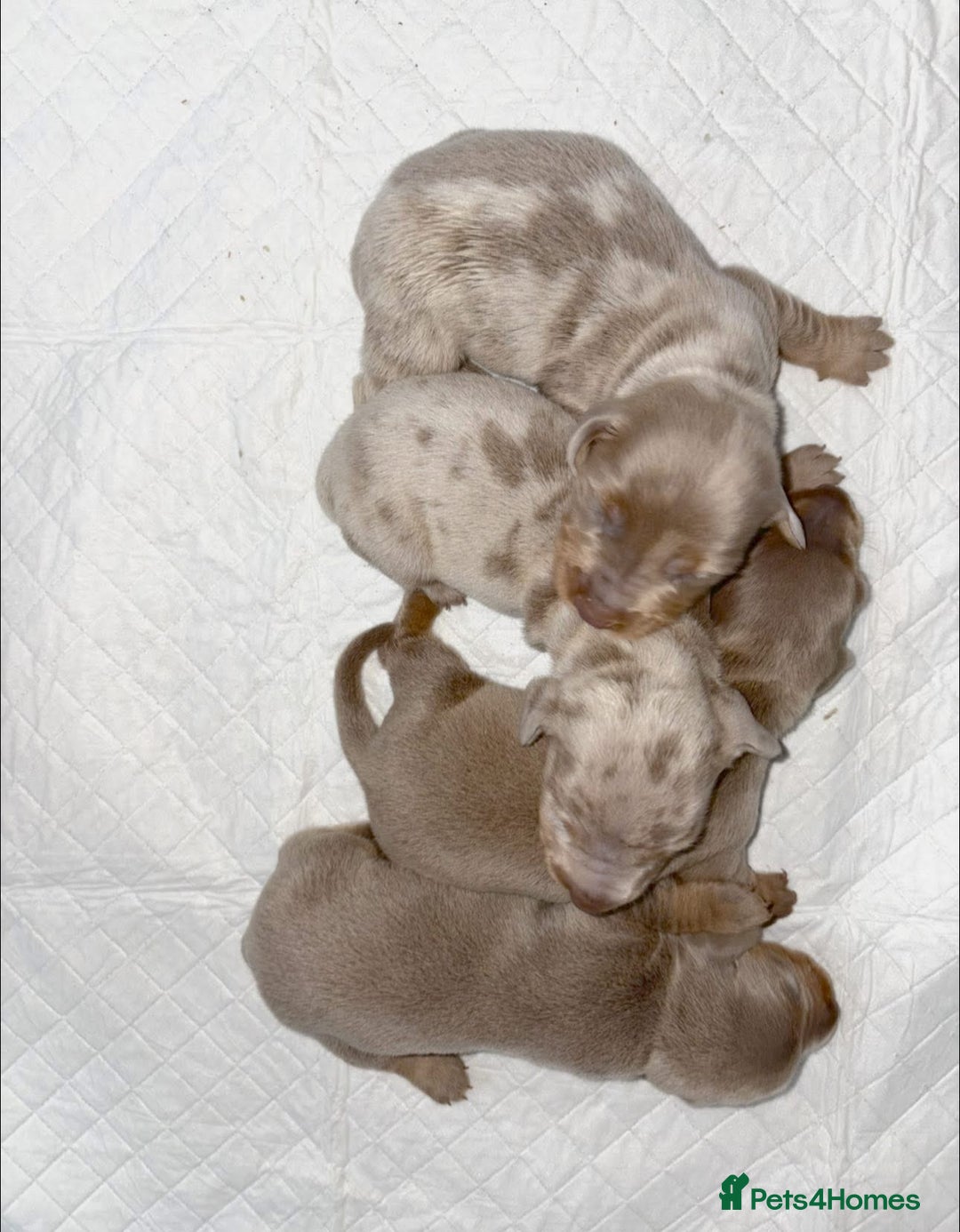 Miniature Dachshund dogs for sale: Miniature Dachshund puppy’s  - Image 2