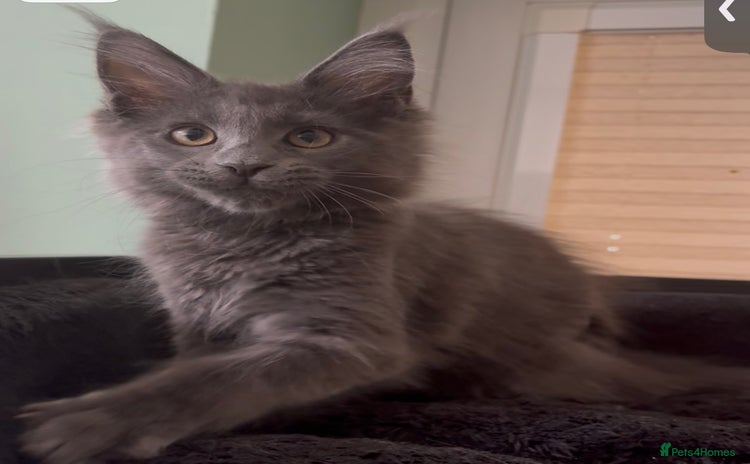 Maine Coon cats - Advert 3