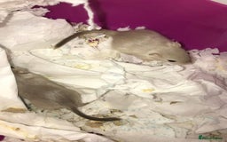 Gerbil rodents for sale: Friendly baby gerbils for sale (mix of colours) - Advert 2