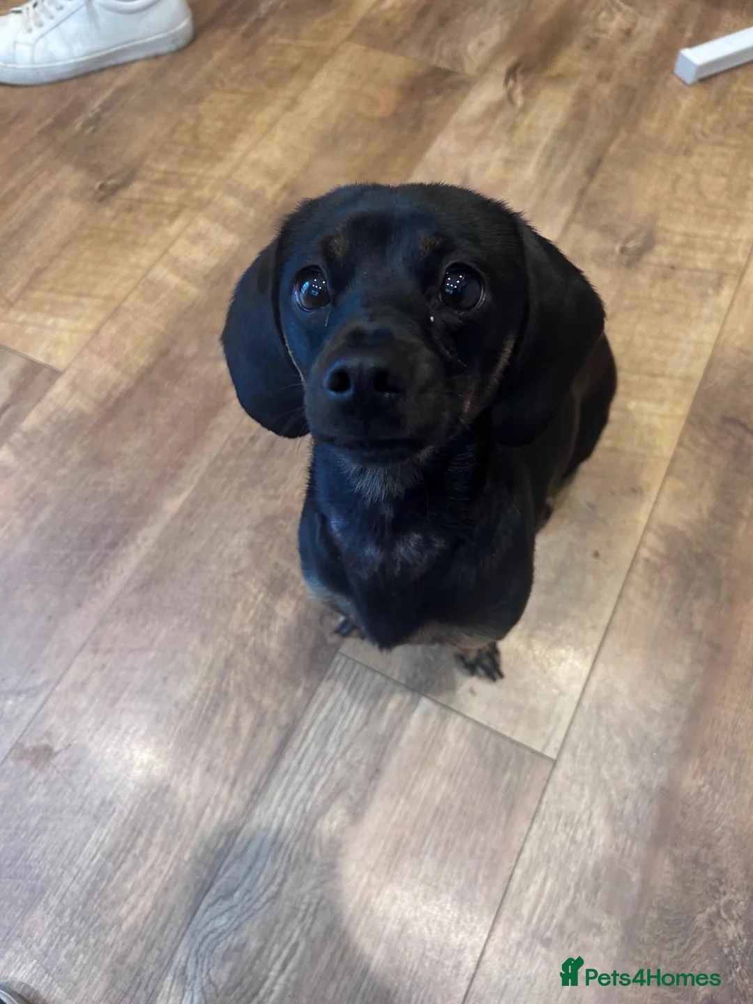 Mixed Breed dogs for sale: 1 year old dachshund cross pug for sale  - Advert 2