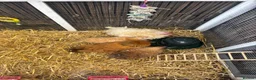 Chickens poultry for sale: Pekin & frizzle hens - Advert 5