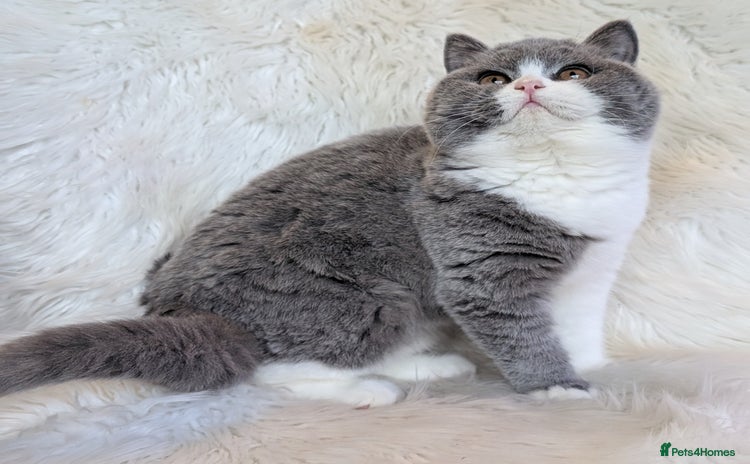 British Shorthair cats Amazing loving British shorthair kittens  - Advert 4