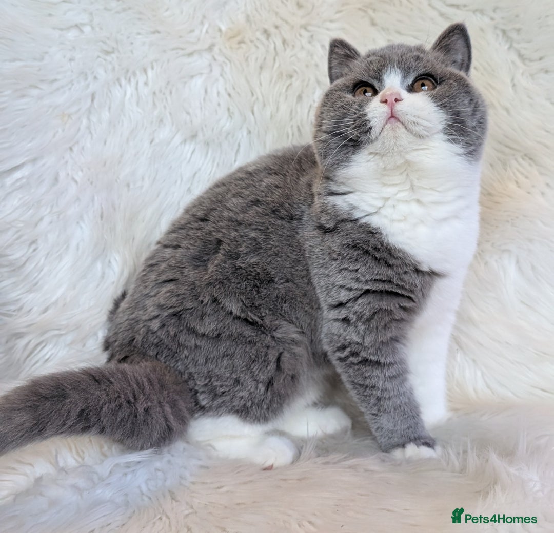 British Shorthair cats for sale: Amazing loving British shorthair kittens  - Advert 2