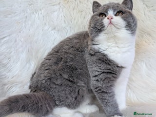 British Shorthair cats Amazing loving British shorthair kittens - Advert 5