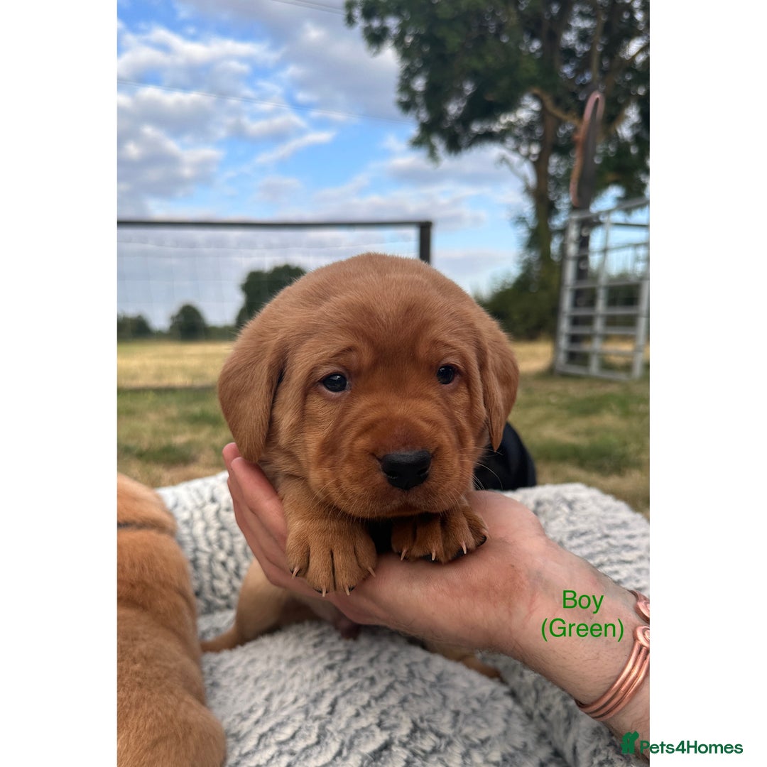 Labrador Retriever dogs for sale: Fox red Labrador puppies for sale - Image 5