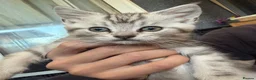 Scottish Fold cats for sale: Adorable Scottish Fold & Straight Kittens  - Advert 8
